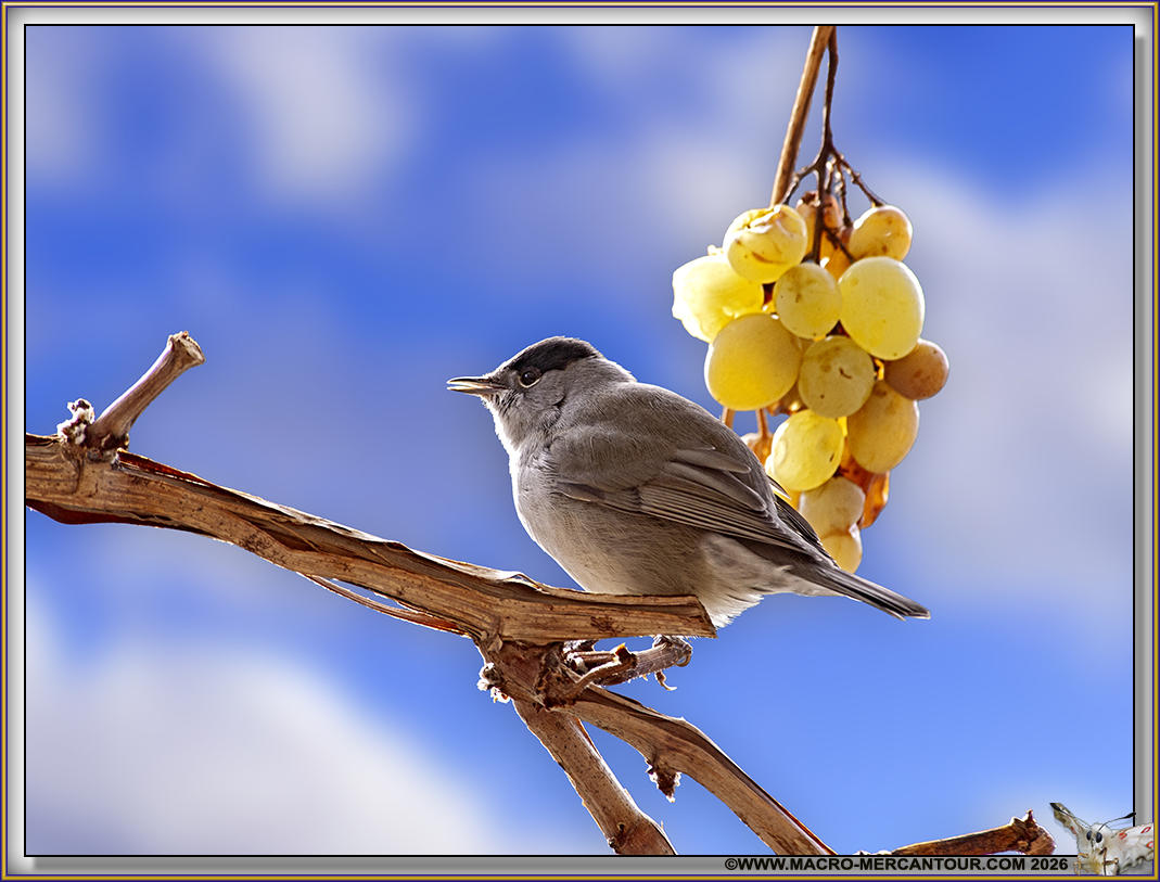 FAUVETTE &agrave; t&ecirc;te noire